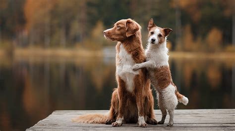 Léducation sexuelle du chien